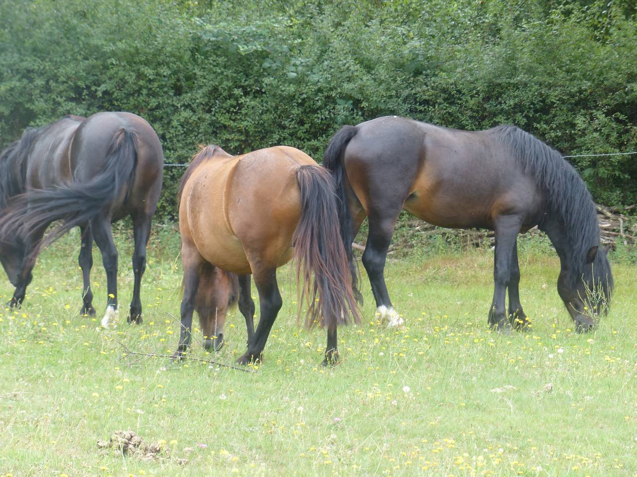 BLUEBERRY HILL SQUARE - Dartmoor 2011 por SHERBERTON BAILEYS (GB) DA