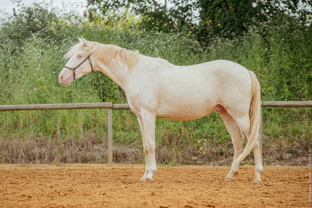 Caballo entero Lusitano En venta 2020 Perlino por ESPIRITO DA MATA