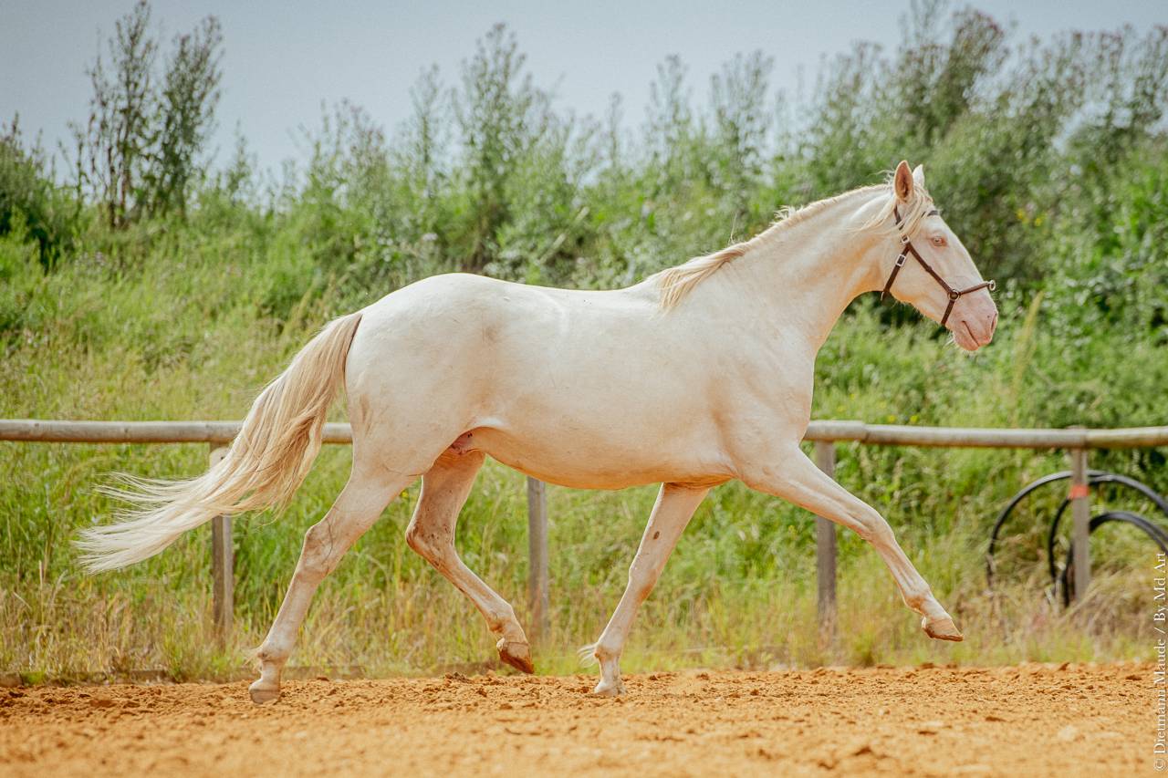 Caballo entero Lusitano En venta 2020 Perlino por ESPIRITO DA MATA