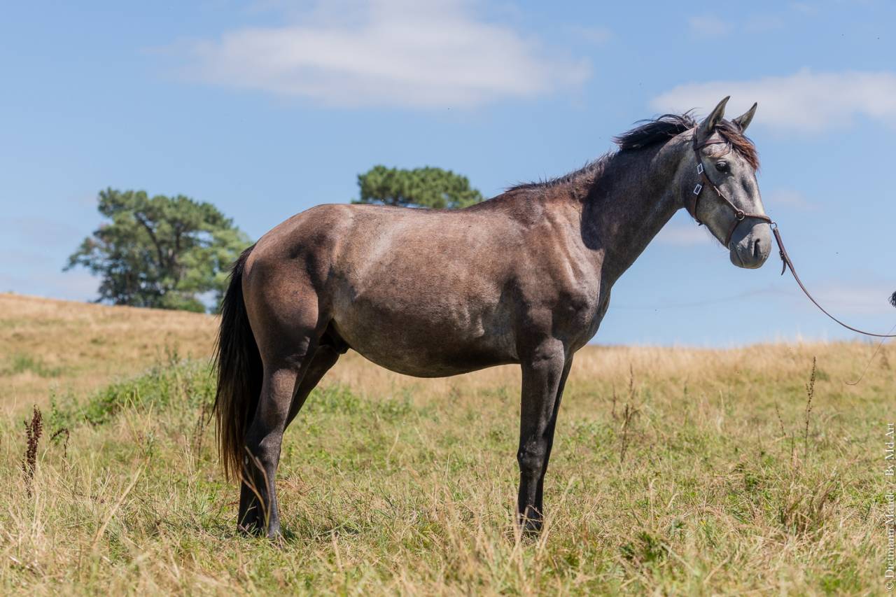 Potro Lusitano En venta 2022 Tordo por QUIEFE HP