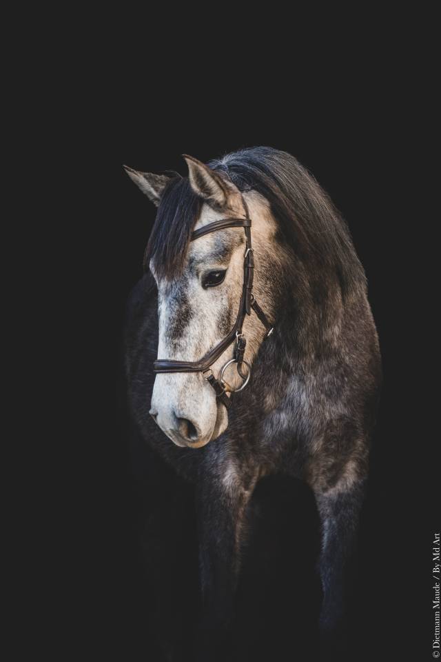 Potro Lusitano En venta 2022 Tordo por QUIEFE HP