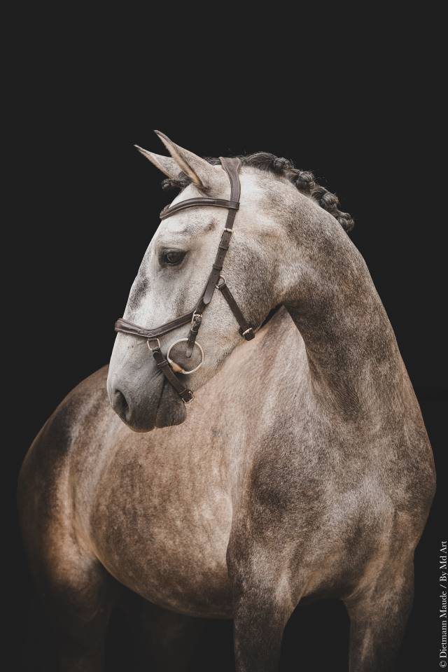 Potro Lusitano En venta 2022 Tordo por QUIEFE HP