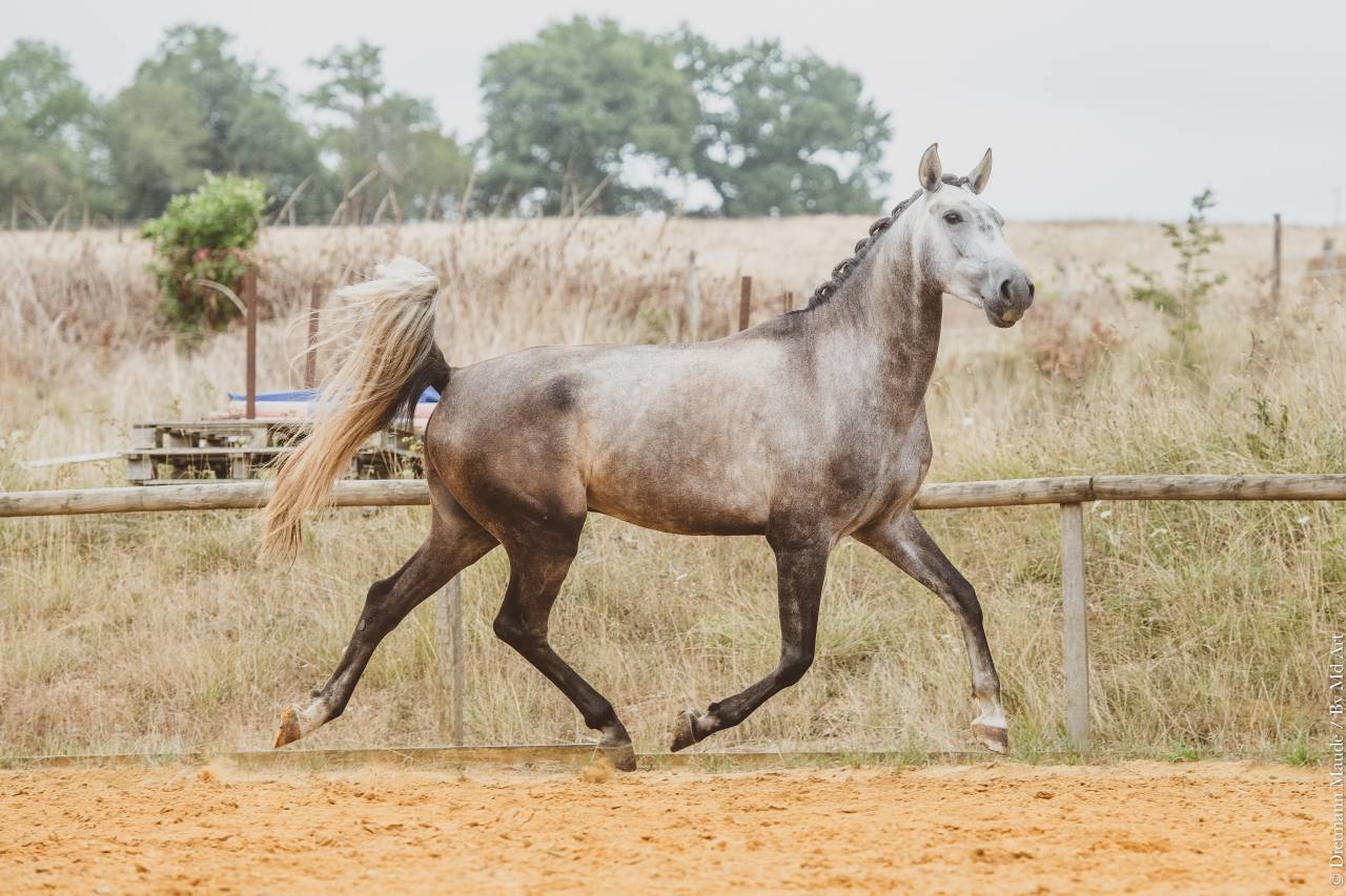 Potro Lusitano En venta 2022 Tordo por QUIEFE HP
