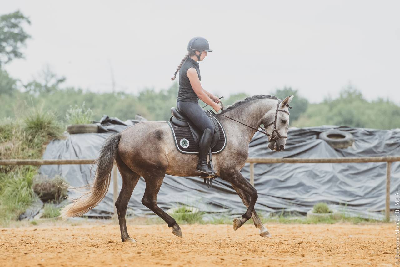 Potro Lusitano En venta 2022 Tordo por QUIEFE HP