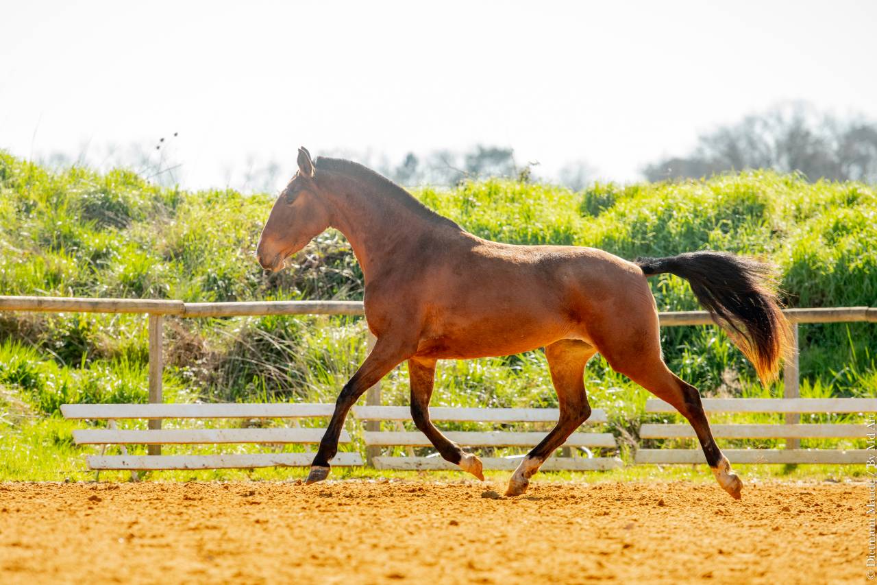 Potranca Lusitano En venta 2022 Bayo por ESPIRITO DA MATA
