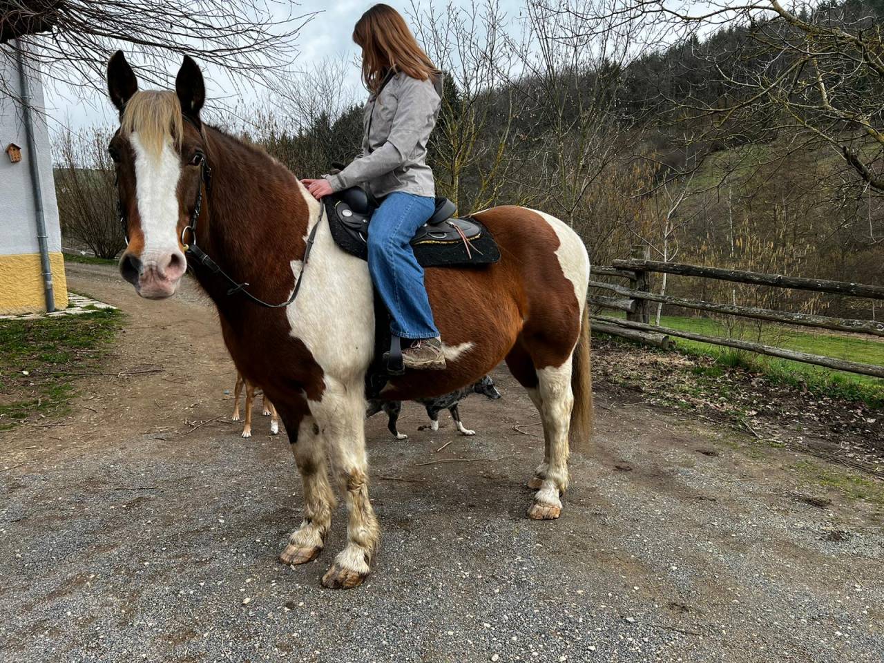 Caballo castrado Media Tiro Préstamo 2009 Pío