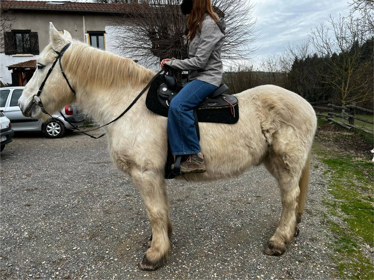 Caballo castrado Media Tiro Préstamo 2009 Pío