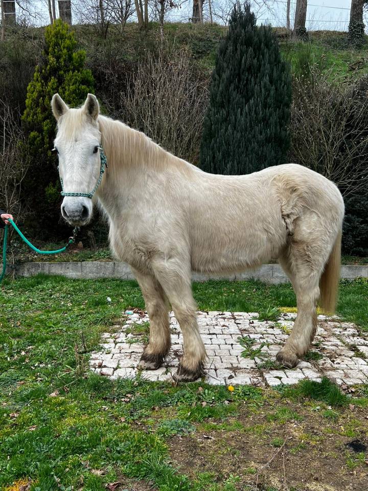 Caballo castrado Media Tiro Préstamo 2009 Pío