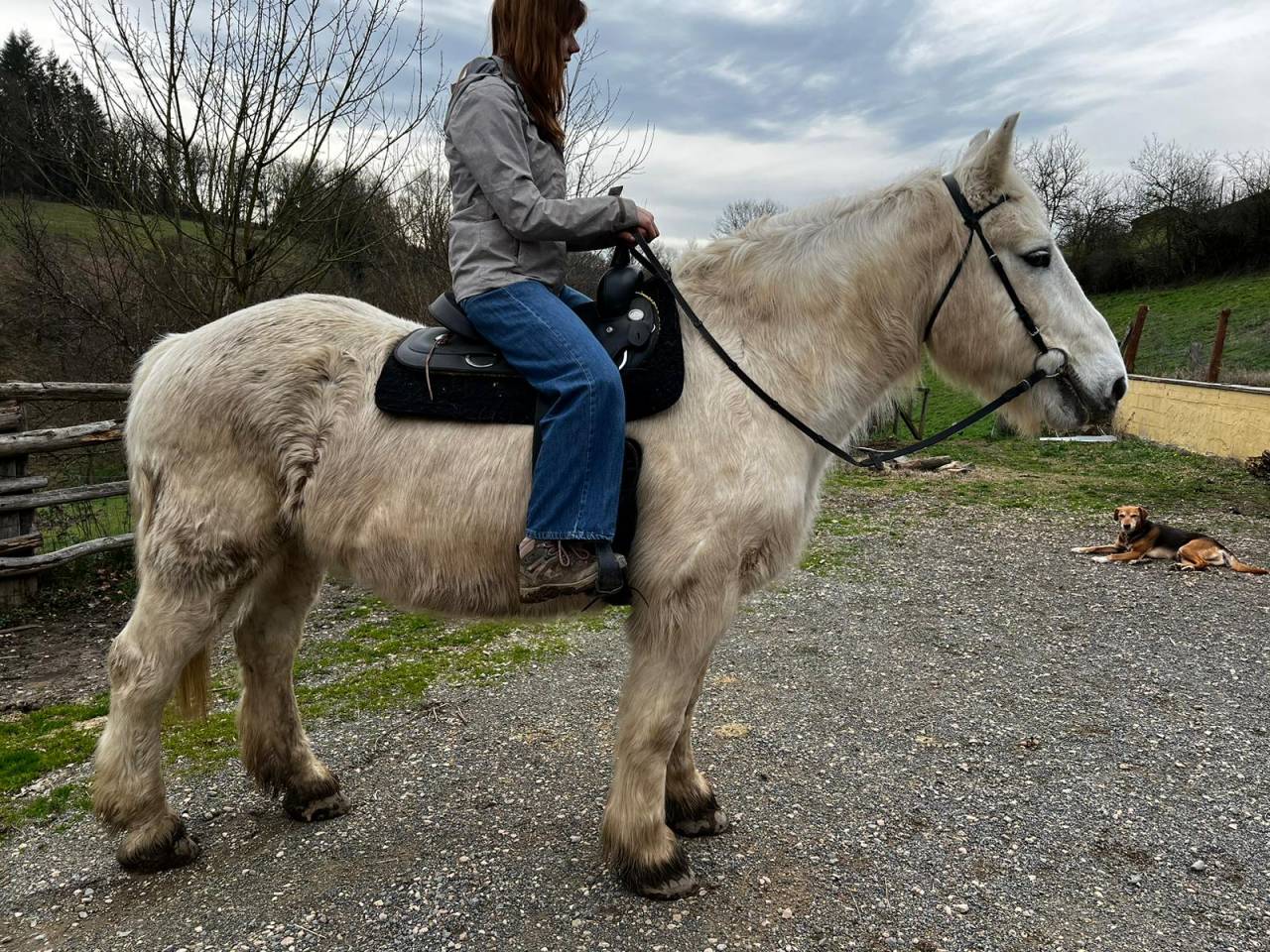 Caballo castrado Media Tiro Préstamo 2009 Pío