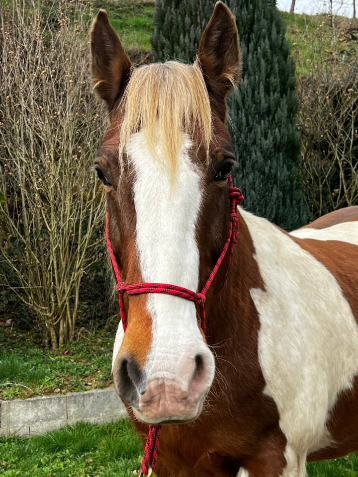 Caballo castrado Media Tiro Préstamo 2009 Pío