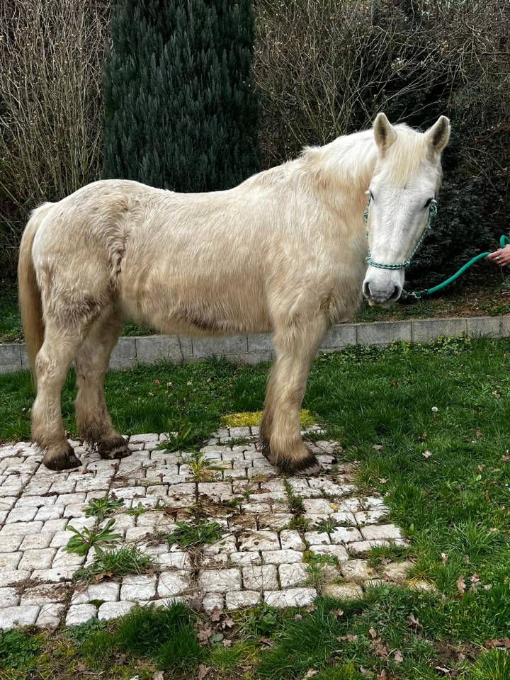 Caballo castrado Media Tiro Préstamo 2009 Pío
