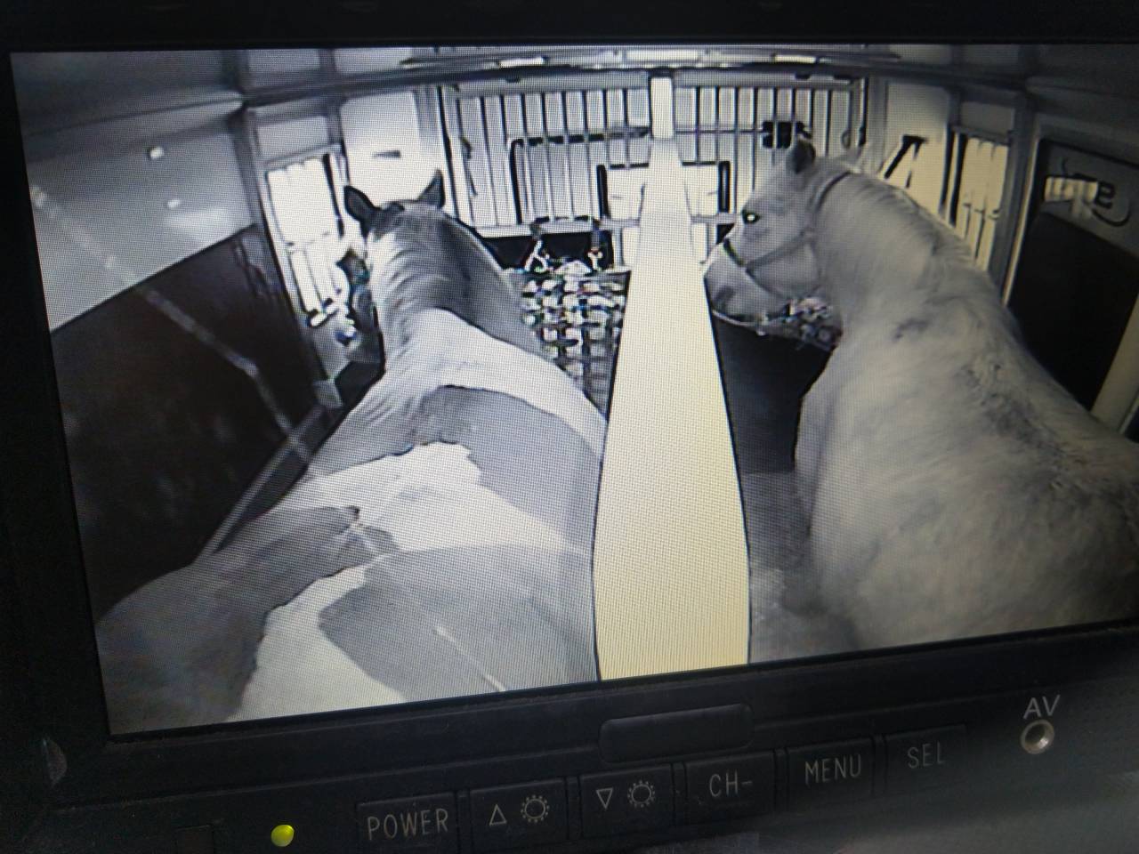 Caballo castrado Media Tiro Préstamo 2009 Pío