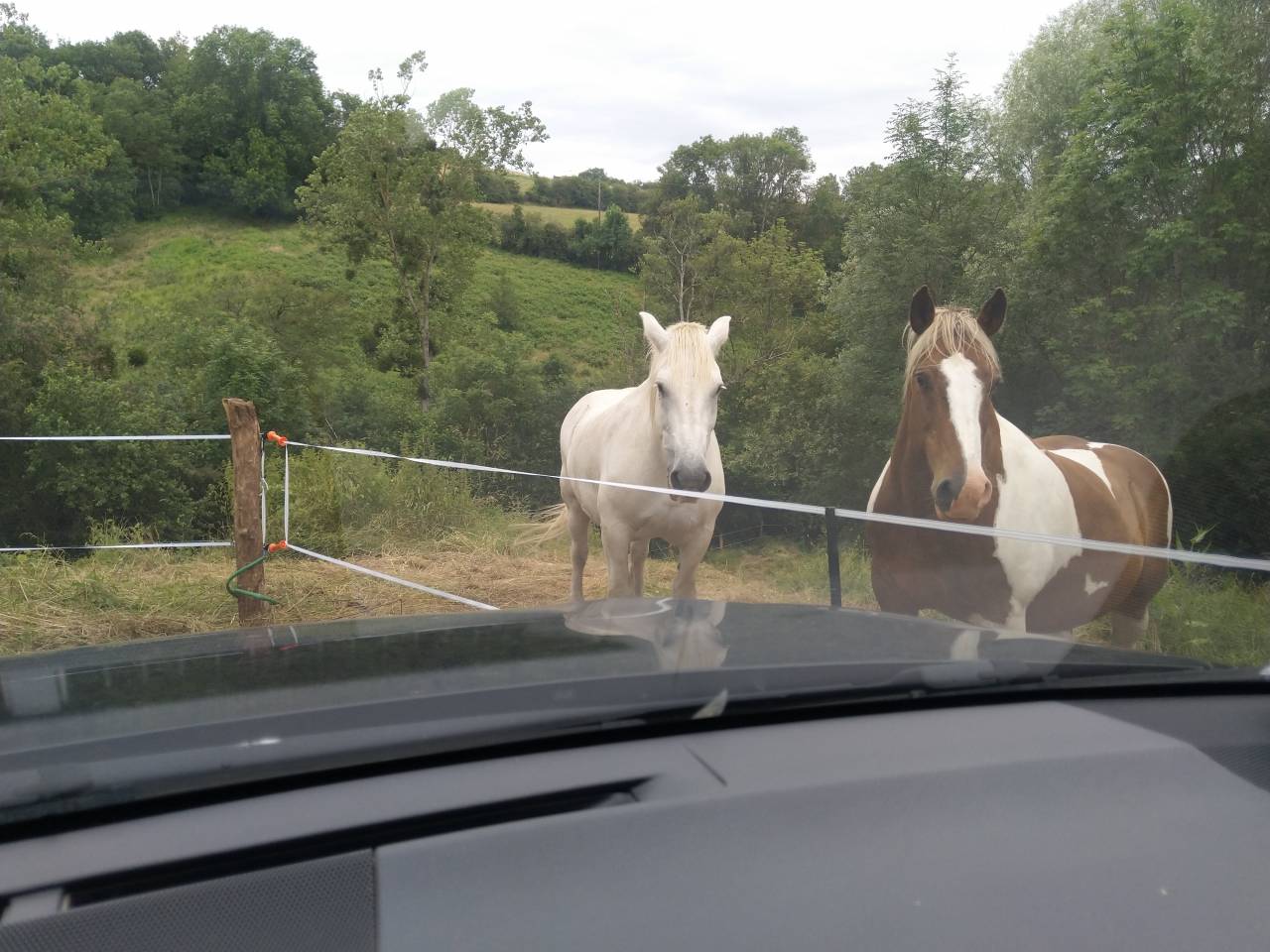 Caballo castrado Media Tiro Préstamo 2009 Pío