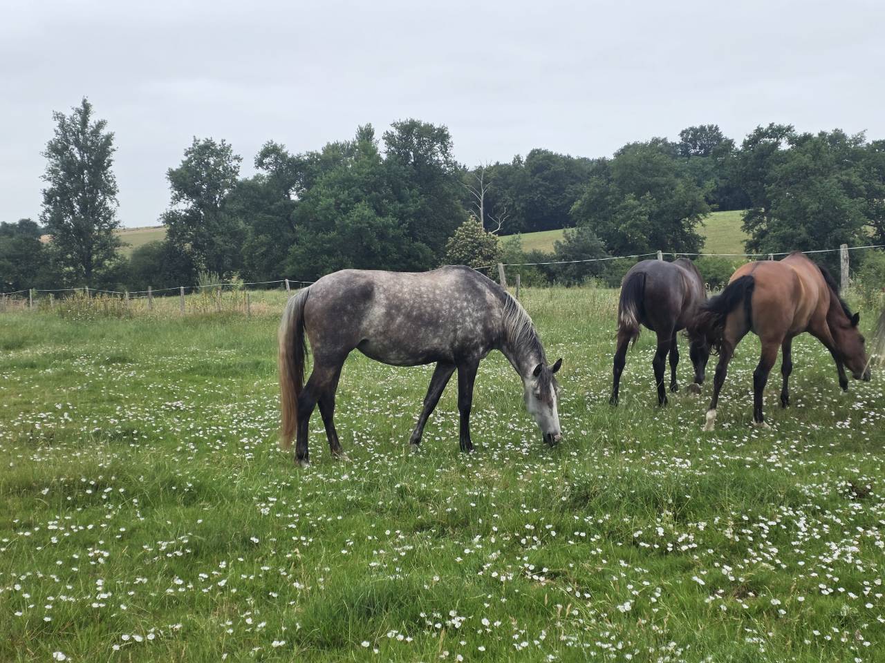 Potranca Lusitano En venta 2021 Tordo