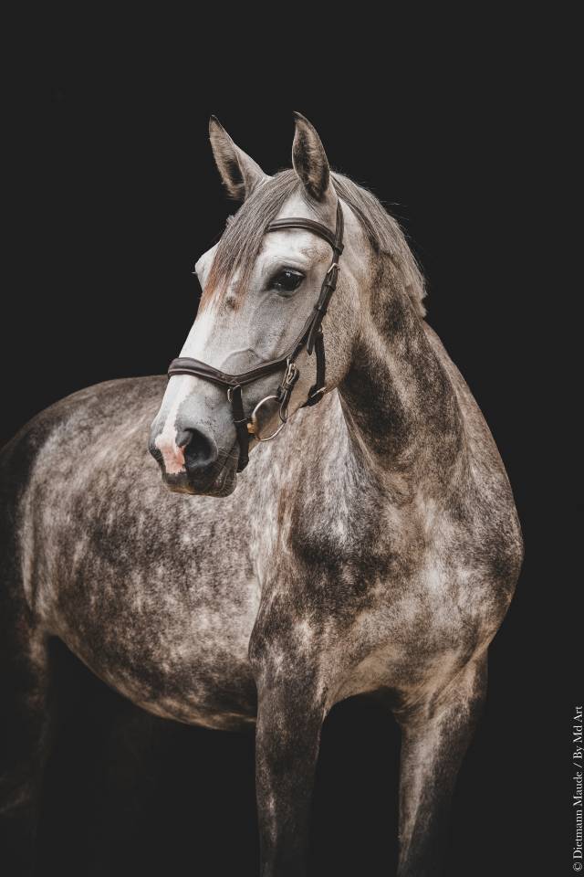 Potranca Lusitano En venta 2021 Tordo