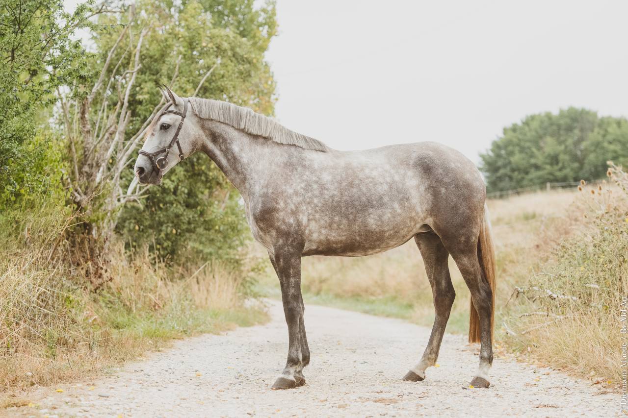Potranca Lusitano En venta 2021 Tordo