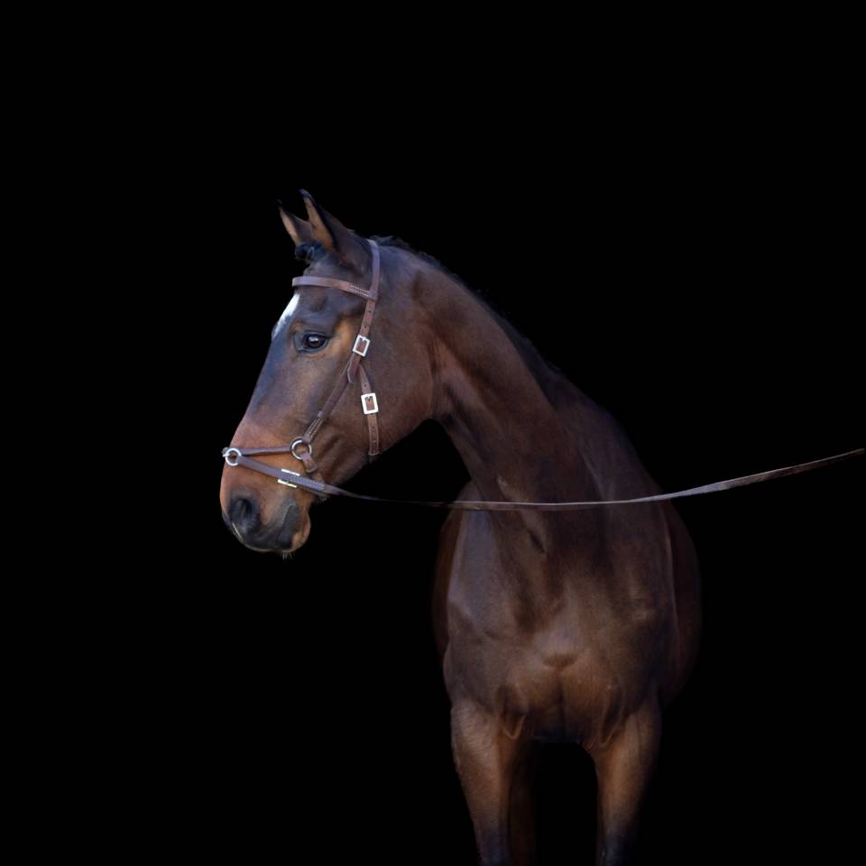 Caballo castrado Origine Constatée En venta 2018 Bayo por DAKTARI DE LA GESSE