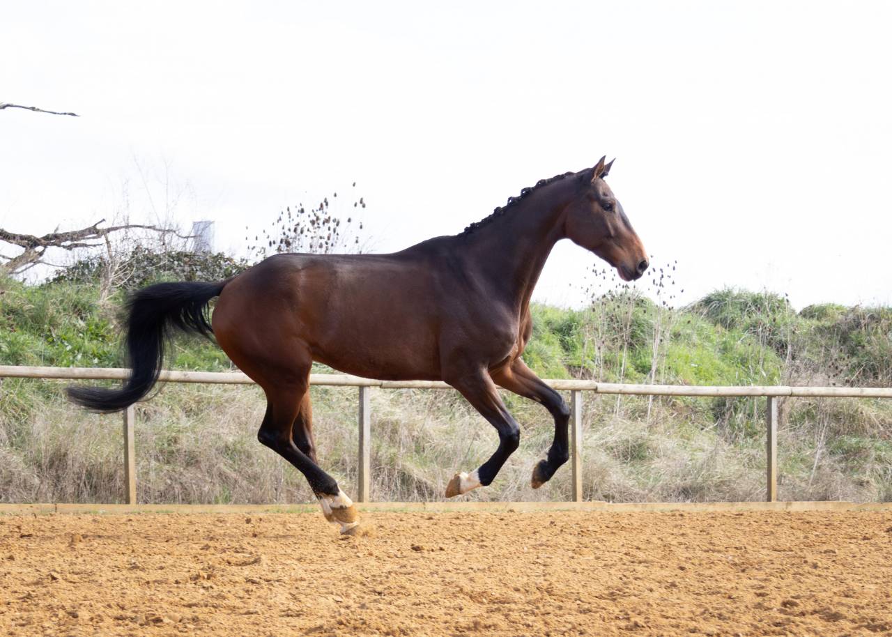 Caballo castrado Origine Constatée En venta 2018 Bayo por DAKTARI DE LA GESSE