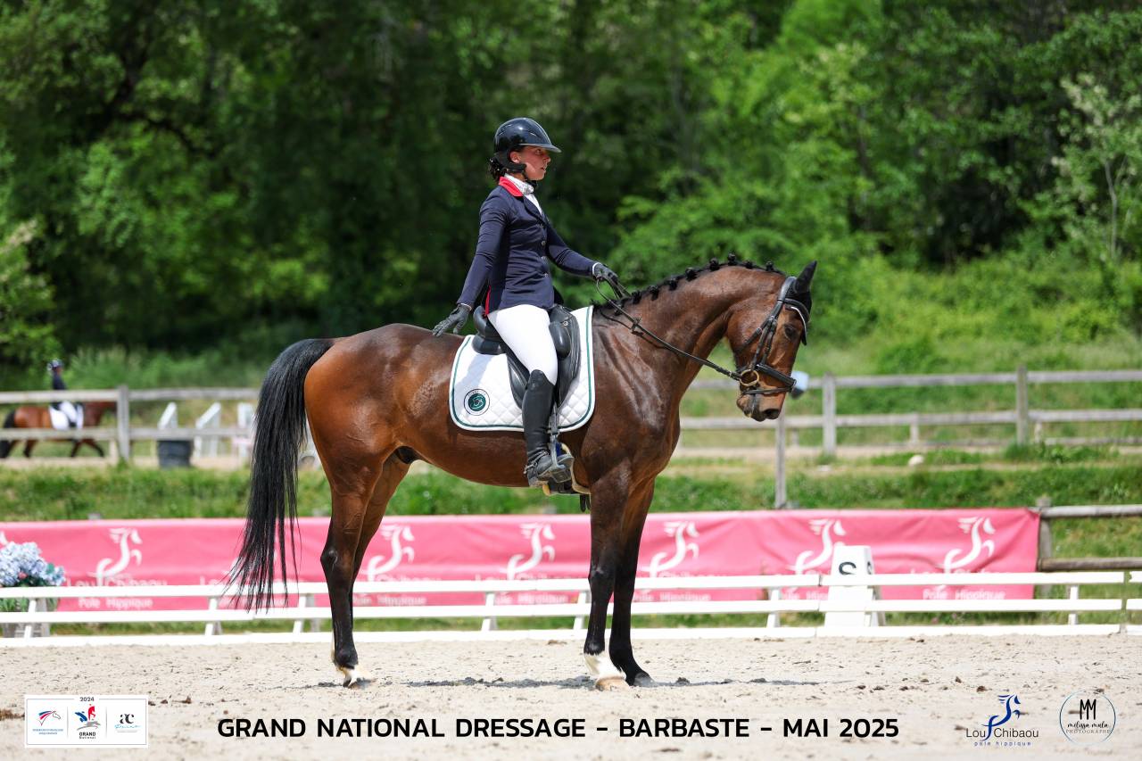 Caballo castrado Origine Constatée En venta 2018 Bayo por DAKTARI DE LA GESSE