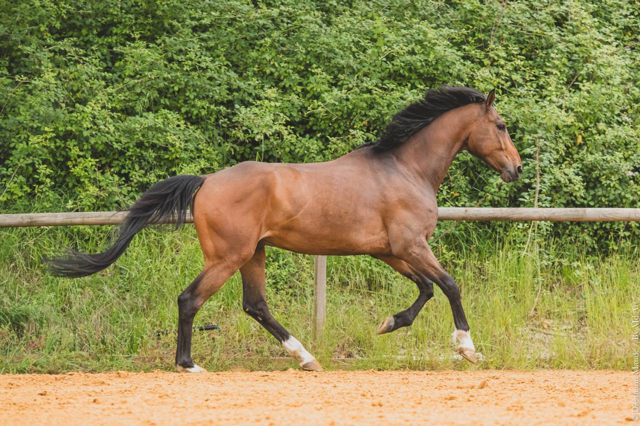 Caballo castrado Origine Constat&eacute;e En venta 2018 Bayo por DAKTARI DE LA GESSE
