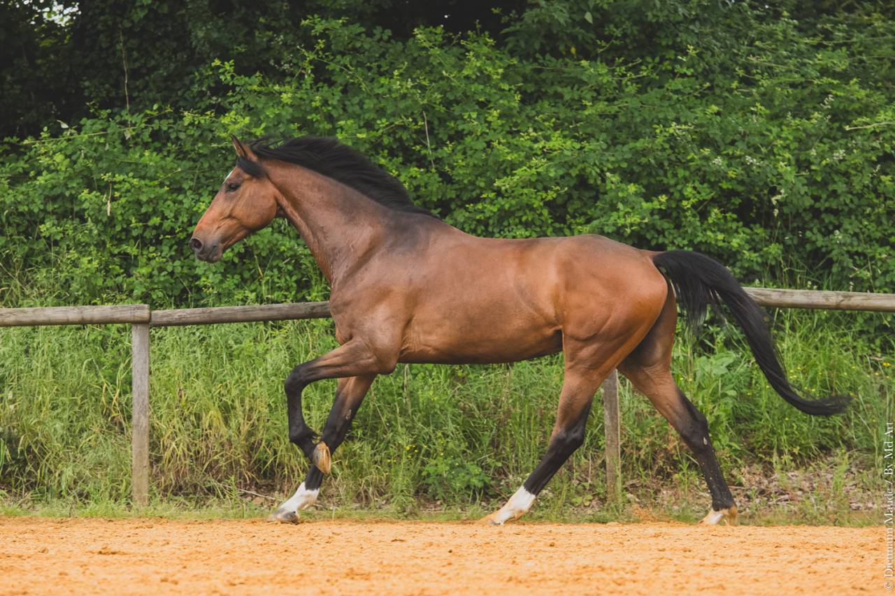 Caballo castrado Origine Constat&eacute;e En venta 2018 Bayo por DAKTARI DE LA GESSE