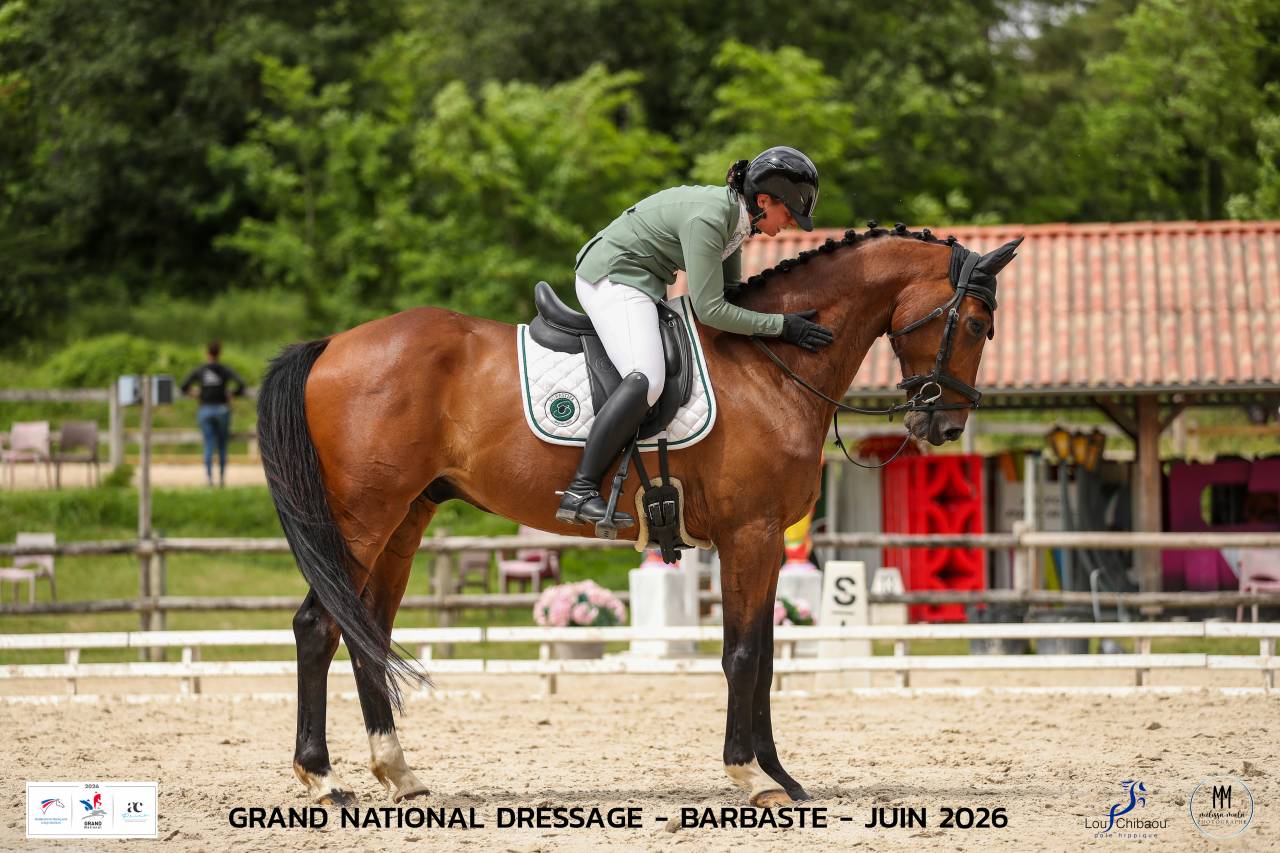 Caballo castrado Origine Constat&eacute;e En venta 2018 Bayo por DAKTARI DE LA GESSE