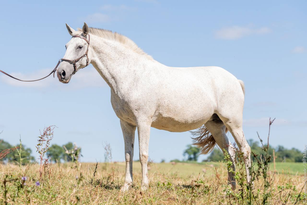 Yegua de ganadería Lusitano En venta 2011 Tordo por SENADOR