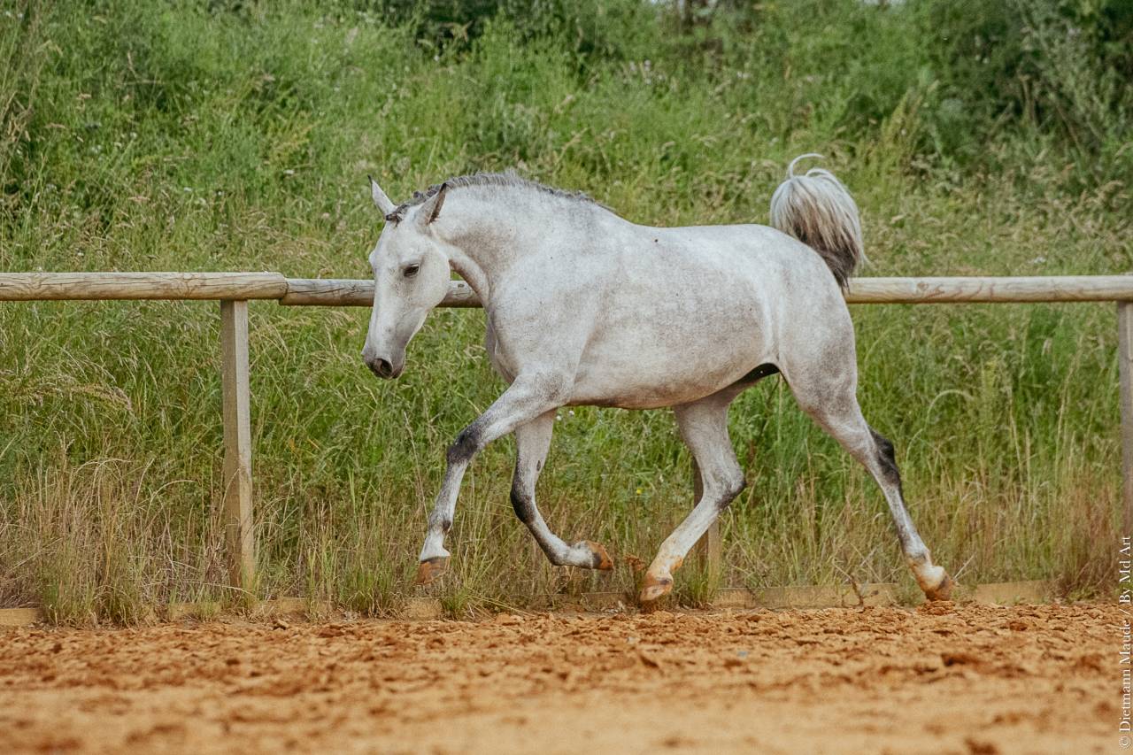 Yegua Lusitano En venta 2019 Tordo por ESPIRITO DA MATA