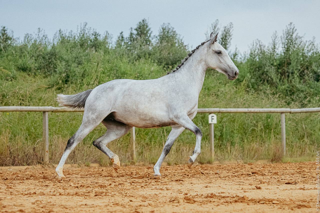 Yegua Lusitano En venta 2019 Tordo por ESPIRITO DA MATA