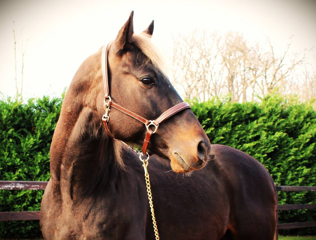 SILVER ONEX WOOD - Quarter Horse 2015 por Silver wood strike