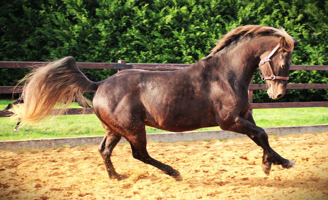 SILVER ONEX WOOD - Quarter Horse 2015 por Silver wood strike