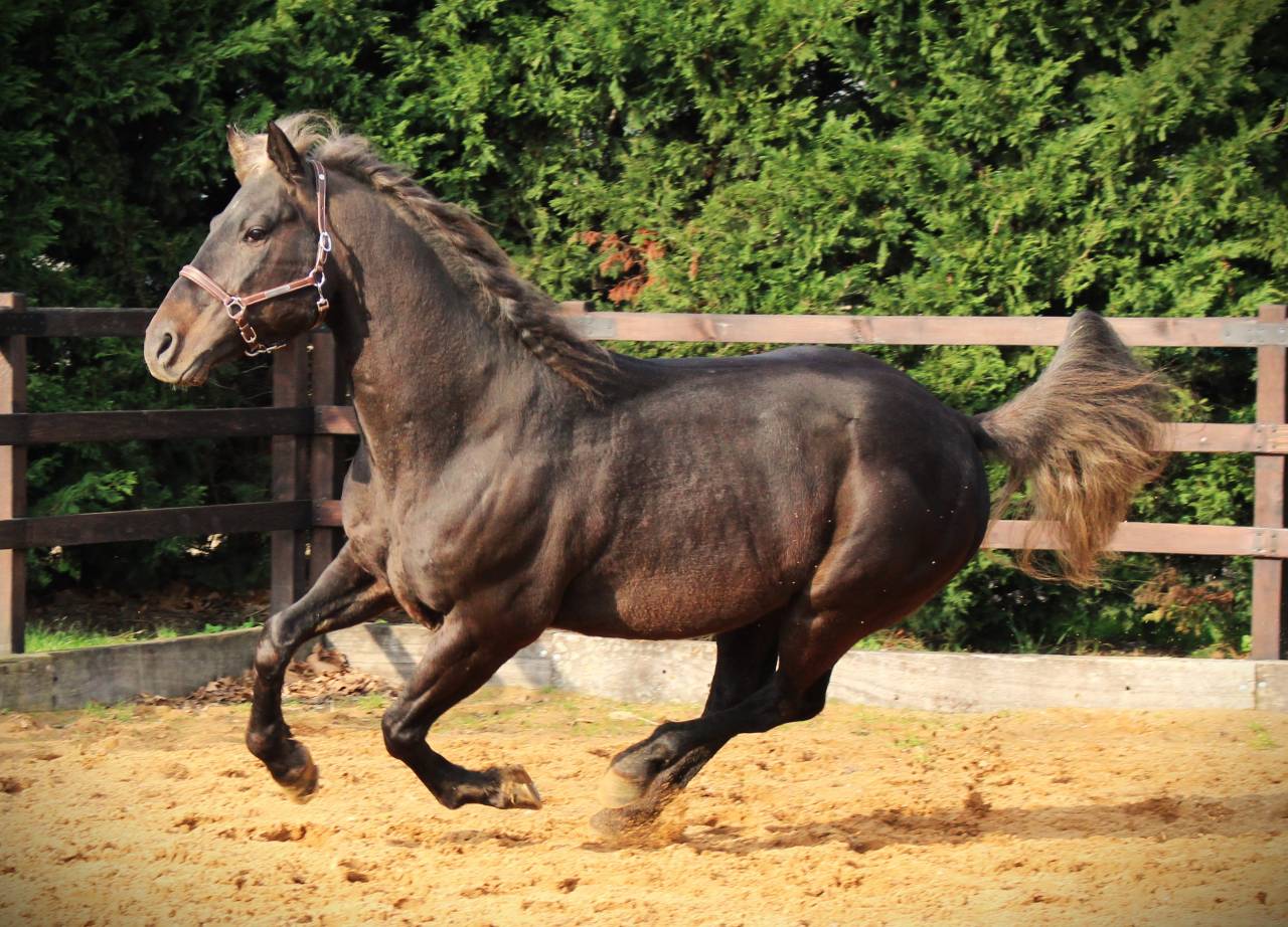 SILVER ONEX WOOD - Quarter Horse 2015 por Silver wood strike