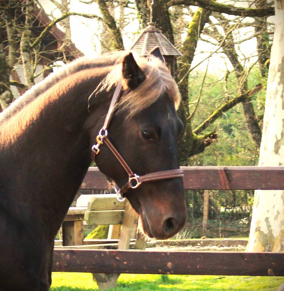 SILVER ONEX WOOD - Quarter Horse 2015 por Silver wood strike