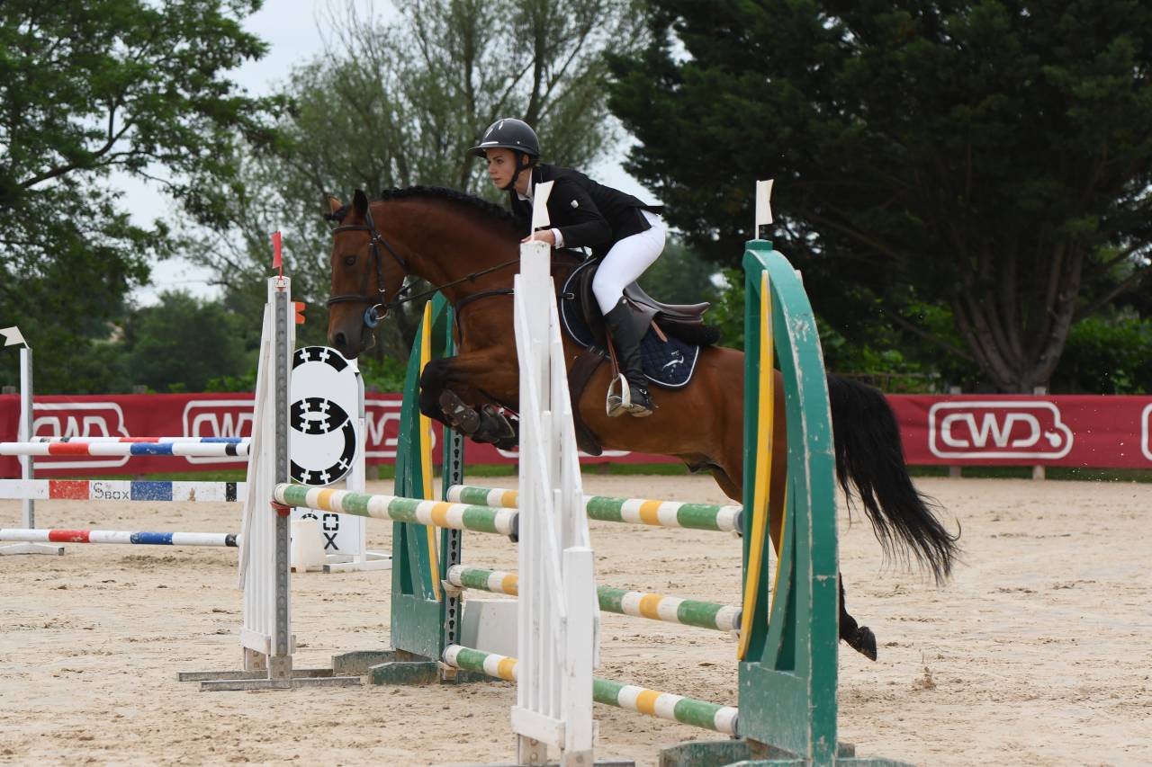 Caballo entero New Forest Préstamo 2014 Bayo