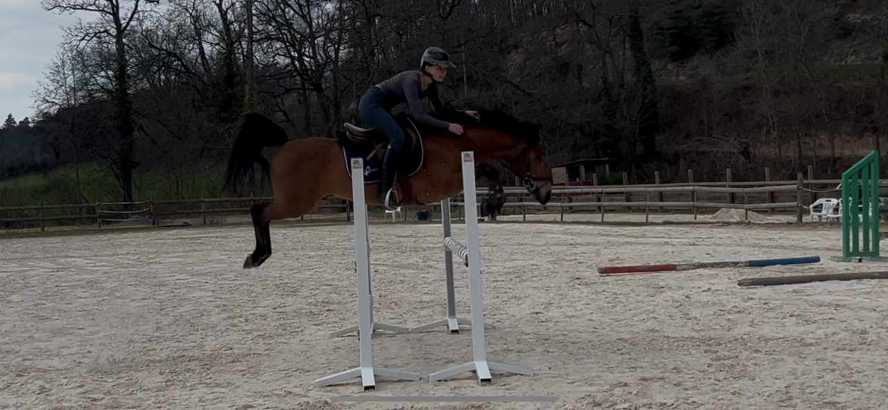 Caballo entero New Forest Préstamo 2014 Bayo