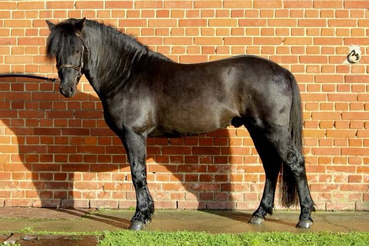 Green Bell Pepper d'Ash - Dartmoor 2016 por moortown storm