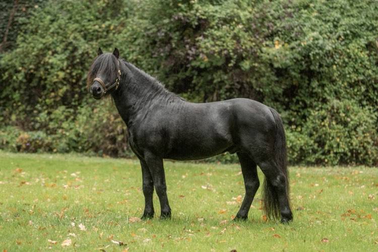 Green Bell Pepper d'Ash - Dartmoor 2016 por moortown storm