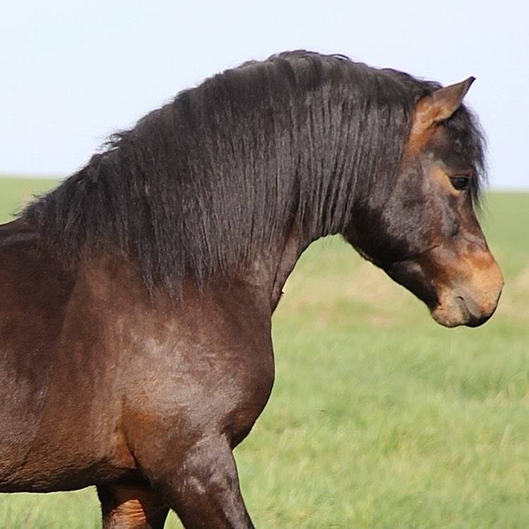 Trewassick Warleggan - Dartmoor 2017 por SHILSTONE ROCKS WARLORD