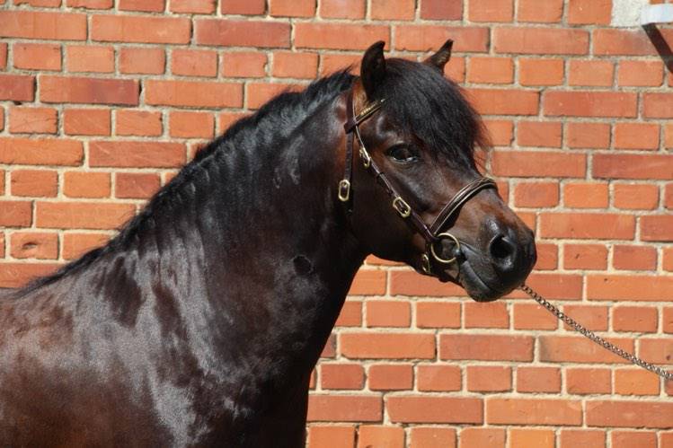 Trewassick Warleggan - Dartmoor 2017 por SHILSTONE ROCKS WARLORD