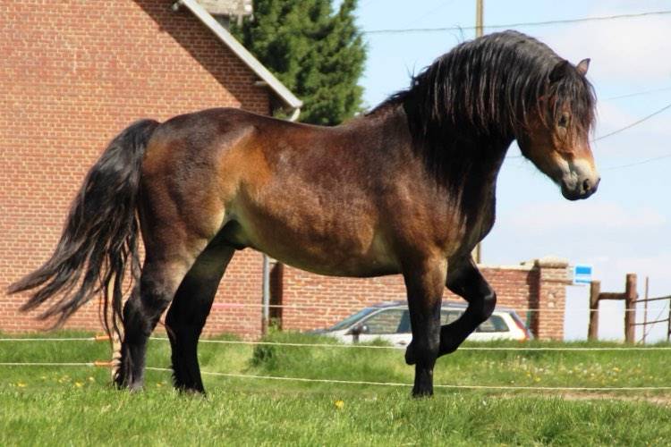 Shisltone Rocks Rigadoon  - Dartmoor 2012 por SHISLTONE ROCKS NORTHCOUNTRYMAN