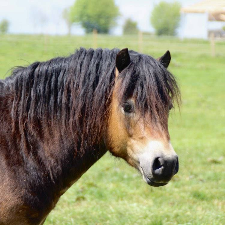 Shisltone Rocks Rigadoon  - Dartmoor 2012 por SHISLTONE ROCKS NORTHCOUNTRYMAN