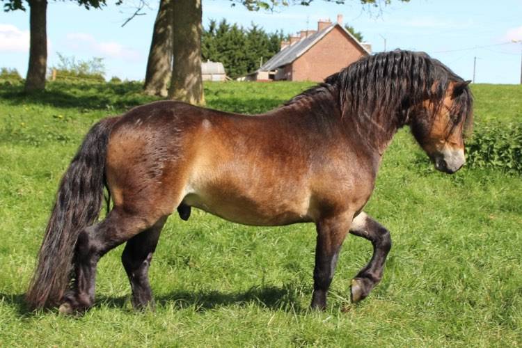 Shisltone Rocks Rigadoon  - Dartmoor 2012 por SHISLTONE ROCKS NORTHCOUNTRYMAN