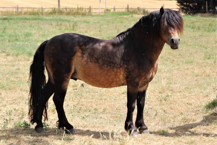 Shisltone Rocks Rigadoon  - Dartmoor 2012 por SHISLTONE ROCKS NORTHCOUNTRYMAN