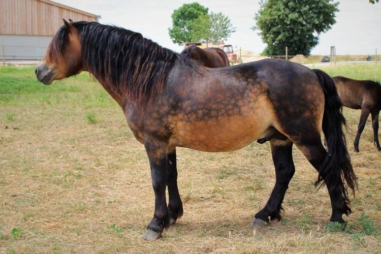 Shisltone Rocks Rigadoon  - Dartmoor 2012 por SHISLTONE ROCKS NORTHCOUNTRYMAN