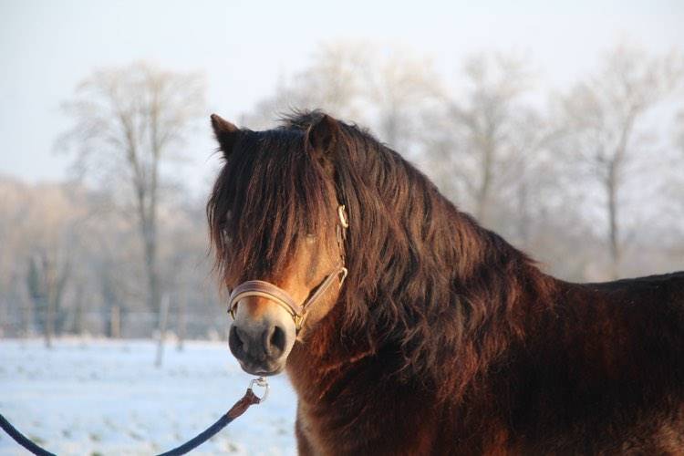 Shisltone Rocks Rigadoon  - Dartmoor 2012 por SHISLTONE ROCKS NORTHCOUNTRYMAN