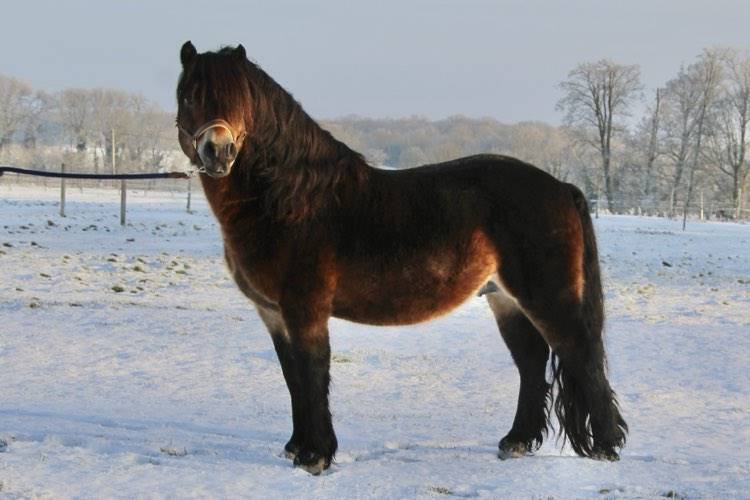 Shisltone Rocks Rigadoon  - Dartmoor 2012 por SHISLTONE ROCKS NORTHCOUNTRYMAN