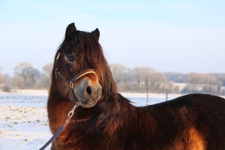 Shisltone Rocks Rigadoon  - Dartmoor 2012 por SHISLTONE ROCKS NORTHCOUNTRYMAN