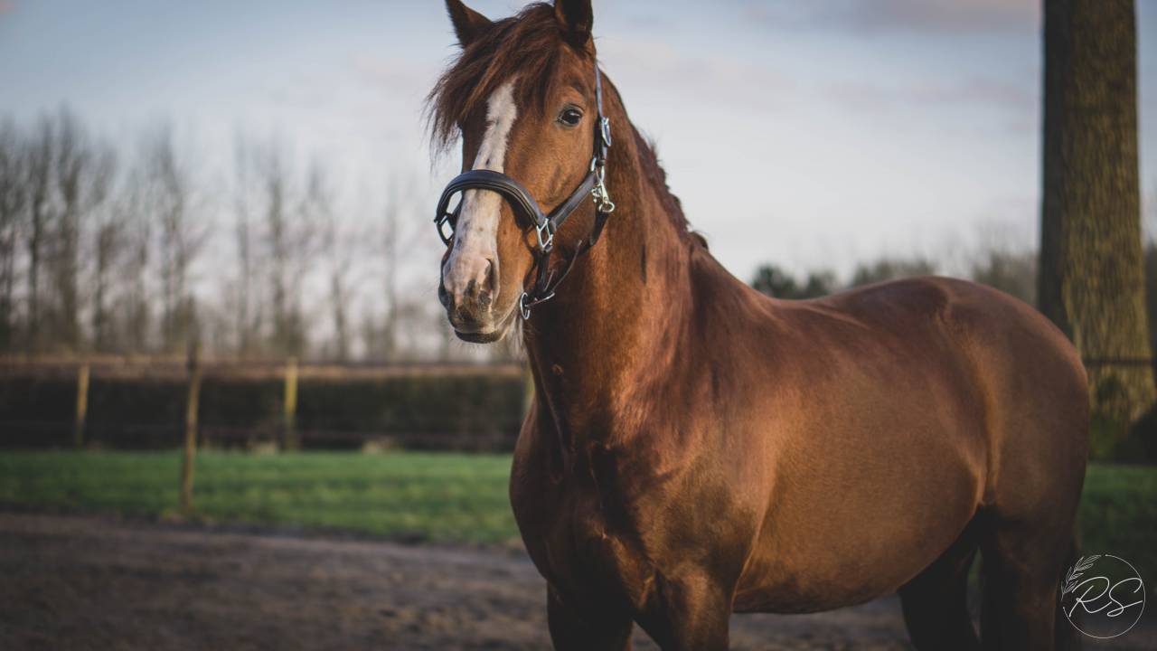 Discreto MP - PRE Pura Raza Española 2011