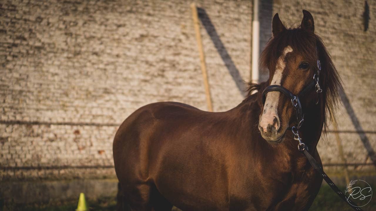 Discreto MP - PRE Pura Raza Española 2011