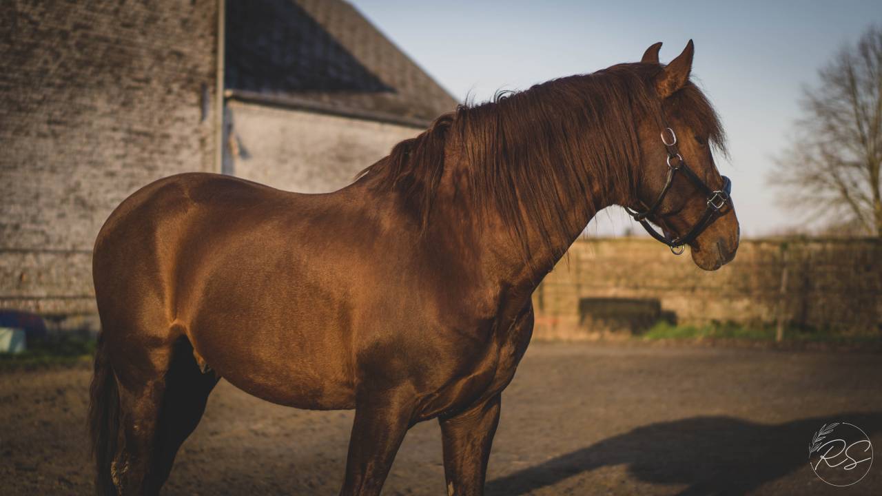 Discreto MP - PRE Pura Raza Española 2011